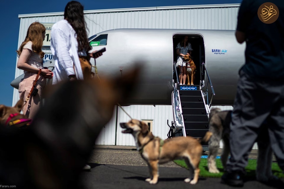 یک شرکت هواپیمایی در خدمت سگ‌های خانگی!