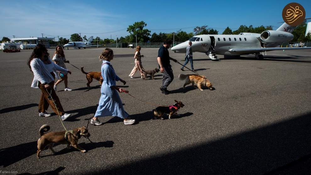 یک شرکت هواپیمایی در خدمت سگ‌های خانگی!