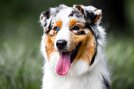 ۱۰ نژاد سگ پشمالو که برای نوازش کردن عالی هستند!