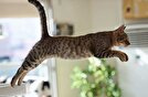 گربه‌ها در برابر قوانین فیزیک: عبور غیرممکن از هر جایی