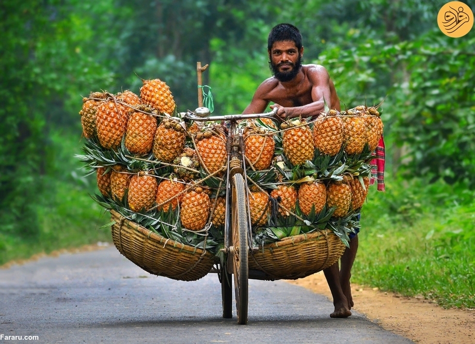 دوچرخه‌سواری آناناس‌ها (فرارو)