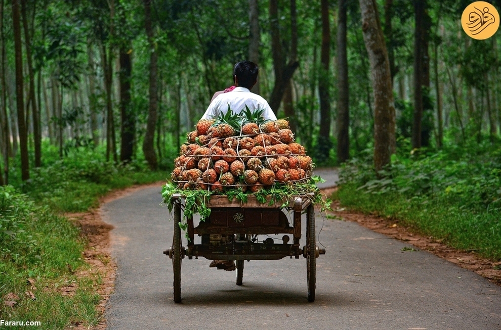 دوچرخه‌سواری آناناس‌ها (فرارو)