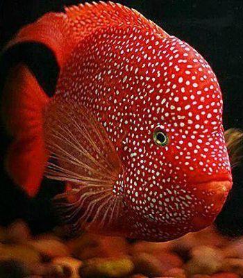 یک جهش ژنتیکی دنیای این ماهی را دگرگون می‌کند