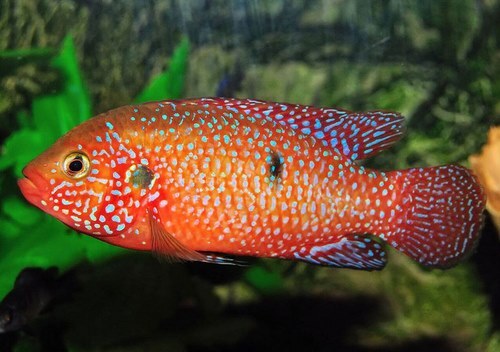 یک جهش ژنتیکی دنیای این ماهی را دگرگون می‌کند