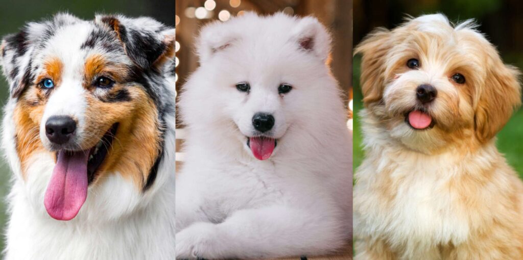 ۱۰ نژاد سگ پشمالو که برای نوازش کردن عالی هستند! از باربت تا پودل عروسکی (روزیاتو)