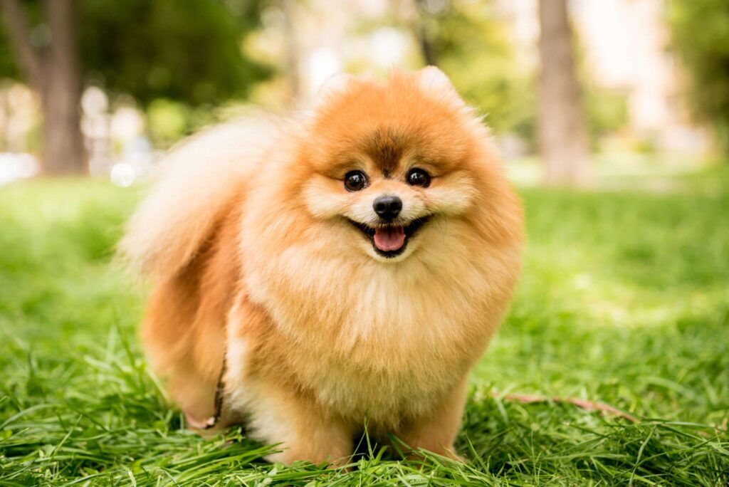 ۱۰ نژاد سگ پشمالو که برای نوازش کردن عالی هستند! از باربت تا پودل عروسکی (روزیاتو)