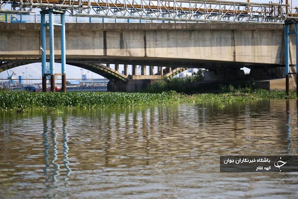 جاذبه گردشگری میان گل‌های نیلوفر آبی (باشگاه خبرنگاران)