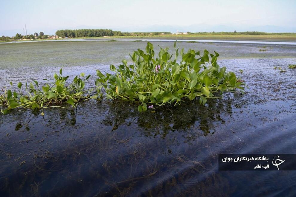 جاذبه گردشگری میان گل‌های نیلوفر آبی (باشگاه خبرنگاران)