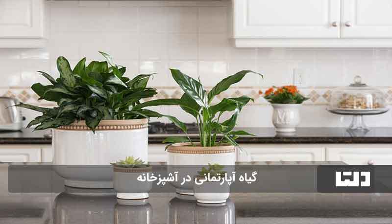 بهترین جای خانه برای رشد گیاهان (دلتا)