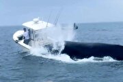 حمله وحشتناک نهنگ غول پیکر به قایق ماهیگیری