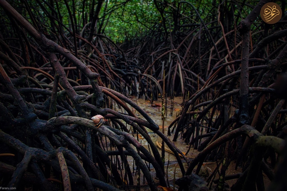 برندگان جایزه عکاسی جنگل‌های مانگرو ۲۰۲۴ (فرارو)