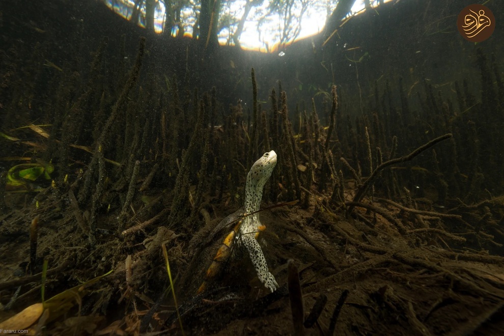 برندگان جایزه عکاسی جنگل‌های مانگرو ۲۰۲۴ (فرارو)