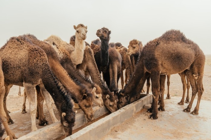 ۲۱ حقیقت جالب درباره استرالیا و ملبورن، شهر بدون فقیر (نمناک