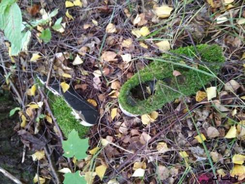 کفش در جنگل افتاد و جلبک بست
