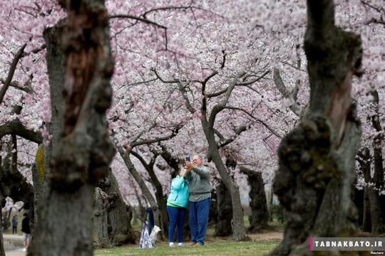 ایالات متحده ی آمریکا: یک زوج در حال گرفتن عکس سلفی در میان درختان پرشکوفه ی گیلاس, واشنگتن