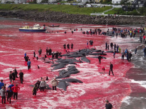 حمام خون نهنگ های شکار شده در جزایر فارو