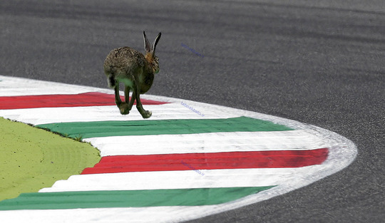 دویدن خرگوش وحشی در مسیر مقدماتی جایزه بزرگ،ایتالیا،30 می 2015