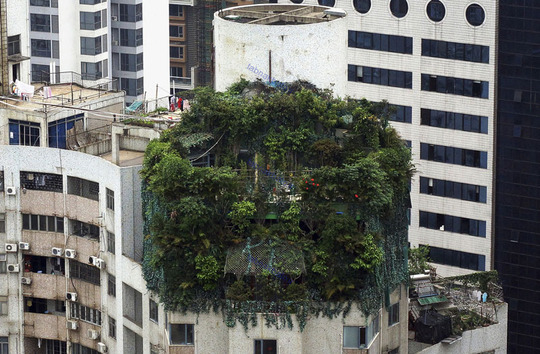 خانه ای دربالای ساختمان 19طبقه مملو از پوشش گیاهی،گوانگژو،چین
