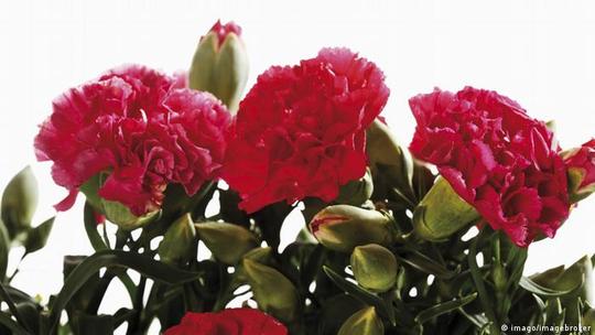 گل میخک
گلی که از دو هزار سال پیش به عنوان ادویه شناخته و استفاده می‌شده است. گل میخک از نظر طب قدیم ایران خیلی گرم و خشک است و ۲۴ نوع خواص چون: رفع سردرد، رفع تنگی نفس، اشتهاآور، تب‌بر و کرم کش برای آن اعلام شده است.