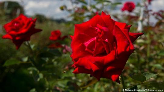 گل رز
عطر گل رز هر مشامی را نوازش می‌دهد، گلاب حاصل از آن در بسیاری از شیرینی‌جات کاربرد دارد. گل‌برگ‌های لطیف آن را نیز می‌توان 