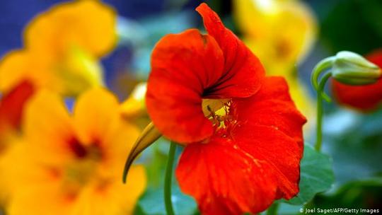 لادن
گل لادن نه تنها زیبایی خاصی دارد، بلکه برگ‌های این گیاه و غنچه‌هایش نیز خوراکی است و مملو از ویتامین ث. بیشتر بخش‌های این گیاه به ویژه برگ‌هایش طعم شاهی می‌دهد، از این رو به آن شاهی هندی هم می‌گویند. گل‌ها مهمیزدار، شیپورمانند به رنگ قرمز، زرد و نارنجی از اوایل تابستان تا اوایل پاییز پدیدار می شوند.