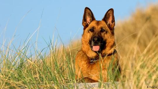 کمتر سگی در دنیا وجود دارد که چون سگ نژاد ژرمن شپرد یا سگ چوپان (Schäferhund) آلمانی حکایت پرفراز و نشیبی را پشت سرگذاشته باشد. سگی که نژادش در استاندارد سازمان جهانی سگ (Fédération Cynologique Internationale) که به اختصار (FCI) نامیده می‌شود با شماره ۱۶۶ به ثبت رسیده است.