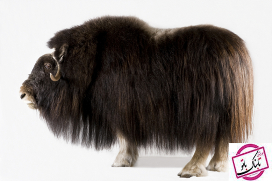 گاو میش
بابدنی پوشیده از پشم که مانند یک کت پشمی گرم و نرم از او در سرما محافظت می کند.این حیوان در آلاسکا زیست می کند.