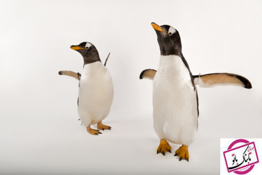 جنتو پنگوئن
جزو سریعترین پرنده غواص است که 22 مایل در ساعت در آب شنا می کند.