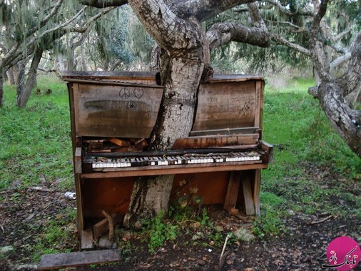 درختی در وسط یک پیانو، کالیفرنیا
