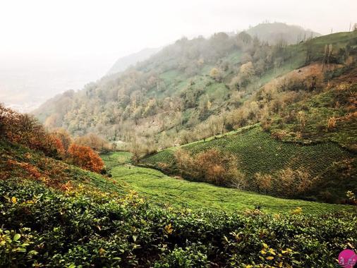 مزرعه چای شیطان کوه لاهیجان