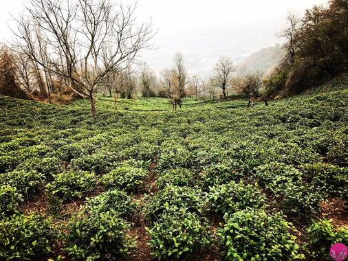 مزرعه چای شیطان کوه لاهیجان