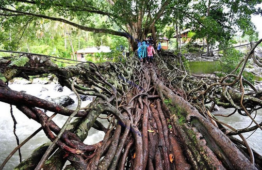 پل ساخته شده از ریشه درختان، اندونزی