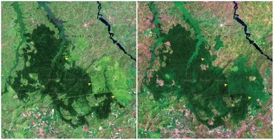 جنگل مابیرا، اوگاندا، نوامبر ۲۰۰۱ و ژانویه ۲۰۰۶ میلادی