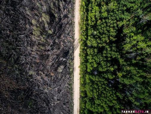 جاده ای که مانع گسترش آتش سوزی به سایر نقاط جنگل شد