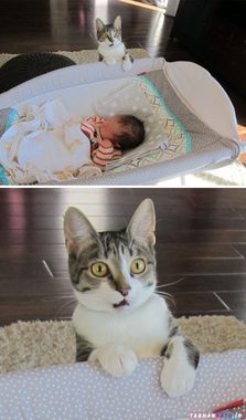گربه ای که از دیدن نوزاد تازه متولد شده خانواده متعجب است