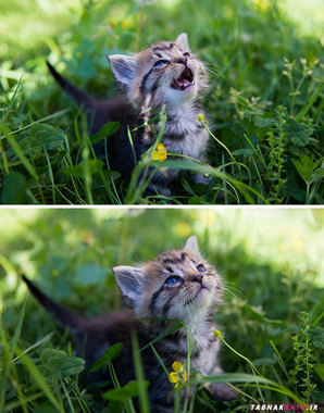 بچه گربه ای که اولین بار است خورشید را می بیند