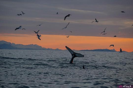 نهنگ های قاتل خطری برای انسان ها نیستند، اما شکار بی رویه انسان ها ، این موجودات را در معرض انقراض قرار داده است