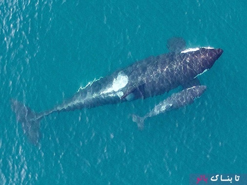 نهنگ قاتل در کنار بچه کوچکش دیده میشود