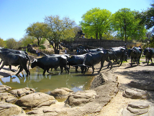 گله گاوها، دالاس، تگزاس، آمریکا