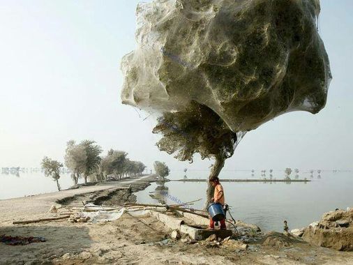 عنکبوتهایی که در جریان سیل در پاکستان به بالای درختها هجوم بردند.