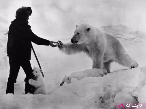 یک کاشف در حال دادن یک قوطی شیر به خرس قطبی، ۱۹۸۰ میلادی