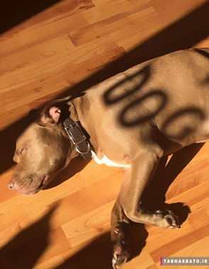 سایه ها روی سگ کلمه ی DOG را رسم کرده اند
