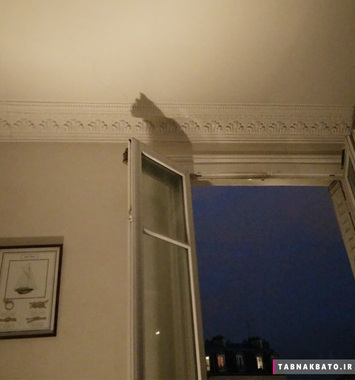 سایه ی پنجره شبیه گربه ای روی دیوار