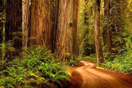  پارک ملی چوب قرمز (RedWood)
این عظیم‌الجثه‌های نمادین کالیفرنیا که در جنگل چوب‌های قرمز زندگی می‌کنند، به عنوان بلندترین و قدیمی‌ترین درختان شناخته‌شده در جهان در نظر گرفته می‌شوند و به بینندگان فرصت دیدن لحظه‌ای از محیط همانند ۱۶۰ میلیون سال قبل را می‌دهد.