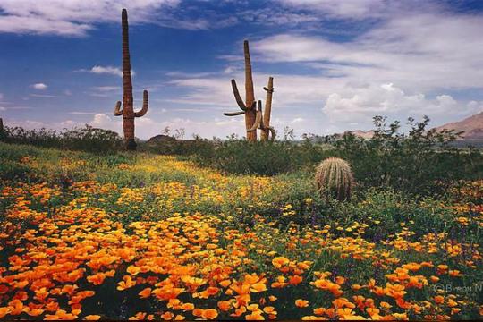  بیابان سونورا (Sonoran) در آمریکا و مکزیک

این بیابان، علاوه بر این که بخش‌هایی از آریزونا، کالیفرنیا و مکزیک را در بر می‌گیرد، مناطق حفاظت شده‌ی متعددی از جمله پناهگاه ملی حیات وحش Coachella Valley و پارک ملی جاشوا تری (Joshua Tree National Park) را نیز شامل می‌شود.